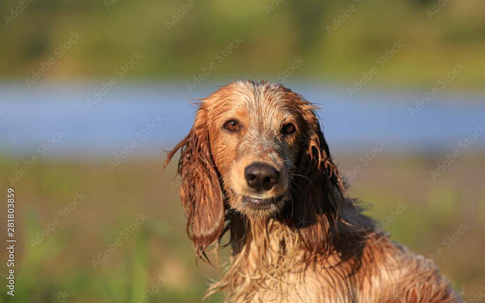 Dog breed Russian hunting spaniel outdoors portrait