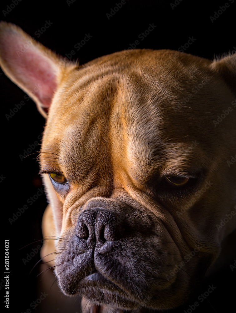 Bulldog Francese (bouledogue français) - Portrait
