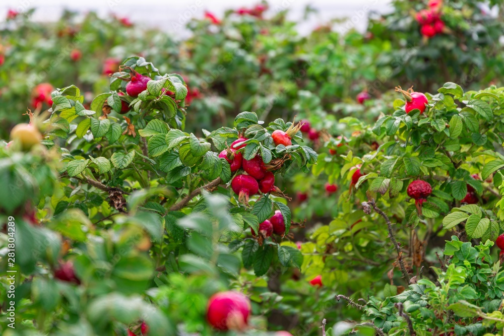 The dog rosehips are striking red ovals berries. Dog-rose, briar, brier, eglantine, canker-rose.