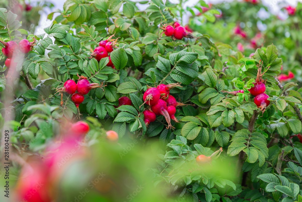 The dog rosehips are striking red ovals berries. Dog-rose, briar, brier, eglantine, canker-rose. The dog rosehips are striking red ovals berries. Dog-rose, briar, brier, eglantine, canker-rose.