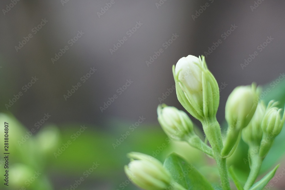 Jusmine flower is so beautiful Jusmine flower is so beautiful