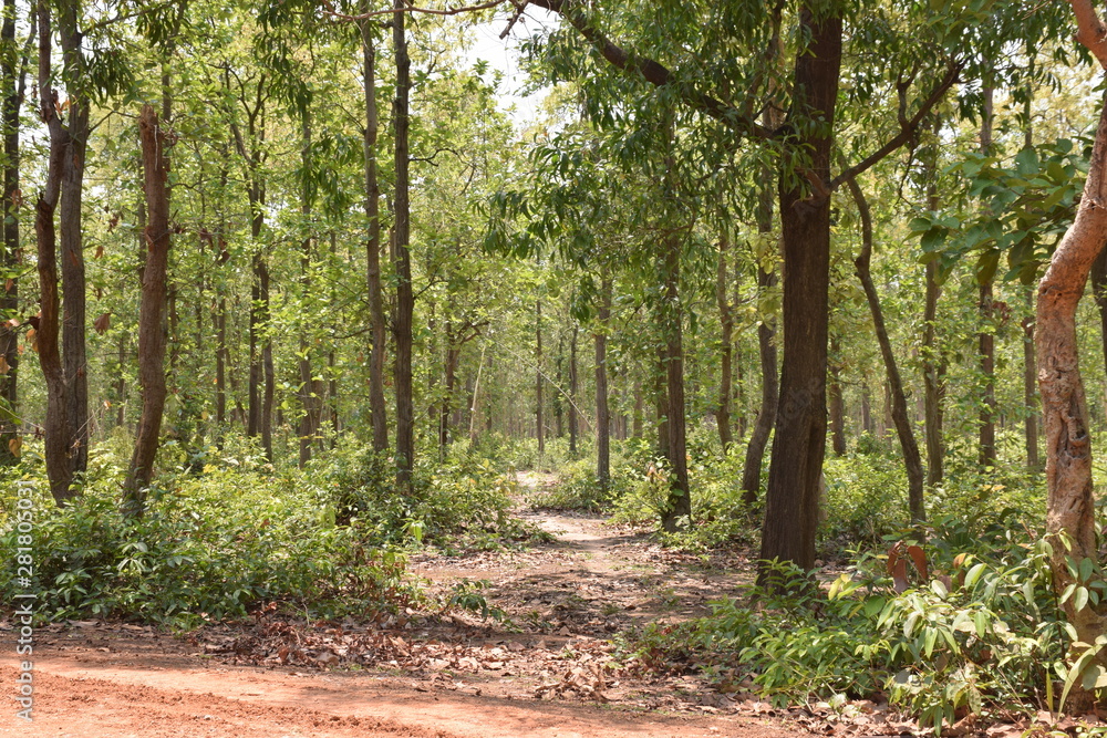 Jungle Village Jungle Village