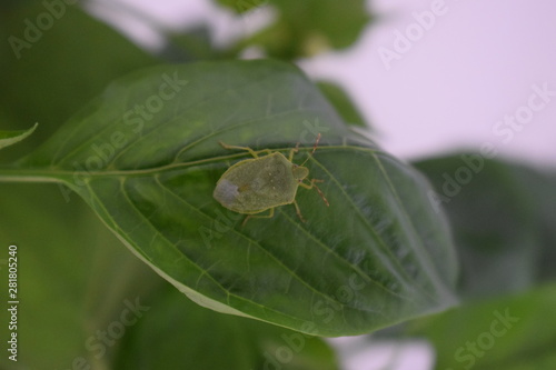 adult stage of Nezara viridula (southern green stink bug or southern green vegetable bug) photo