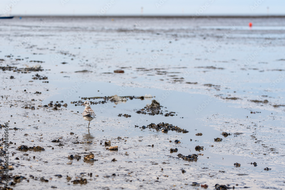 minimalistic scene on the beach / mud flat minimalistic scene on the beach / mud flat