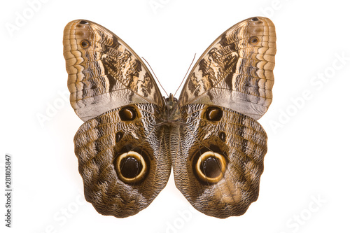 Canvas Print Owl butterfly