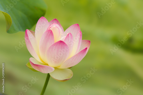 Holy lotus flower on soft green