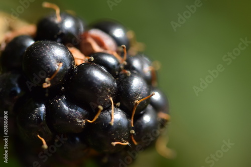 close-up of a blackberry