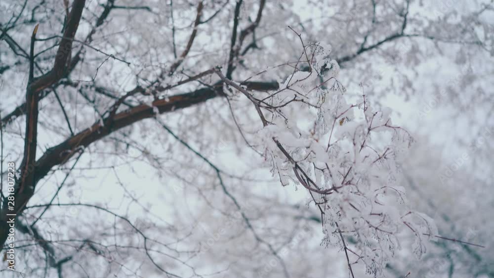 thin branches with snow against blurred high tree and grey sky after heavy snowfall on cold winter day close view thin branches with snow against blurred high tree and grey sky after heavy snowfall on cold winter day close view
