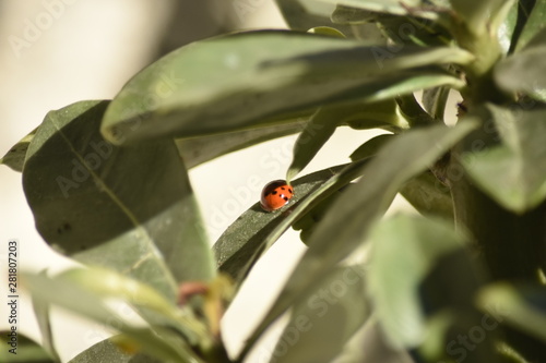 Em uma natureza a Joaninha