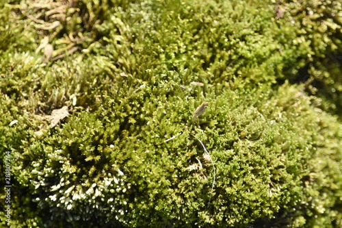 moss