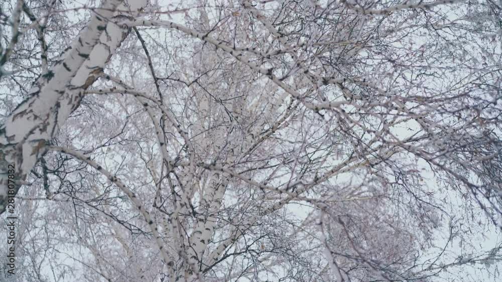 fantastic birch grove tree long gentle branches covered with last snow on early spring morning close low angle shot fantastic birch grove tree long gentle branches covered with last snow on early spring morning close low angle shot