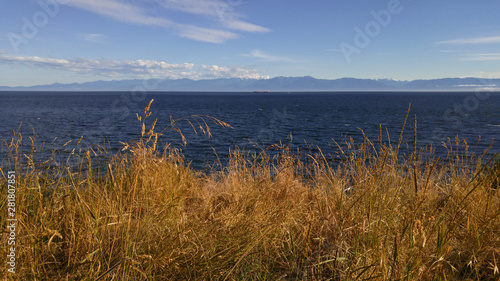 Tall yellow grass growing along an ocean shore in late summer