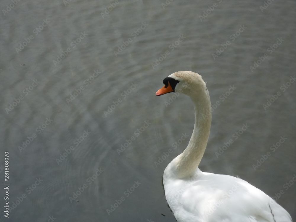 swan - 白鳥 swan - 白鳥