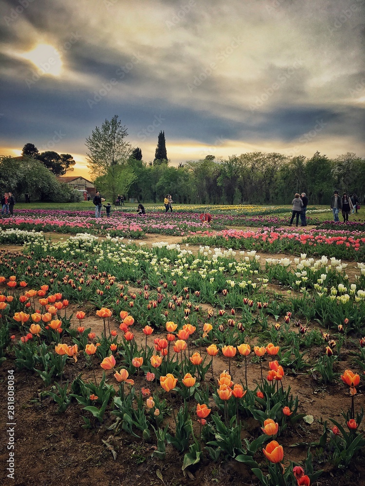 Ταπετσαρία Apotheosis of colored tulips