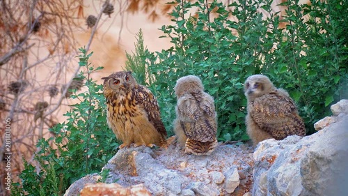 Eagle owl Attacked by Hooded crow  Beautiful shot of  Eagle owl harassed by Hooded crows photo