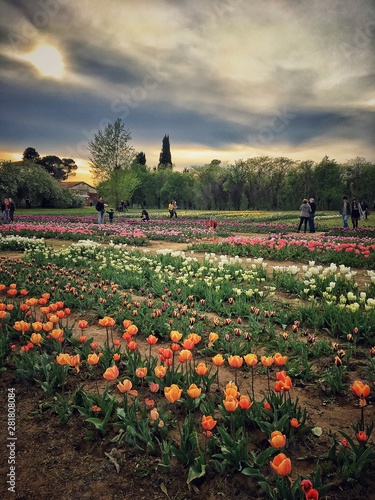 Canvas Print Apotheosis of colored tulips