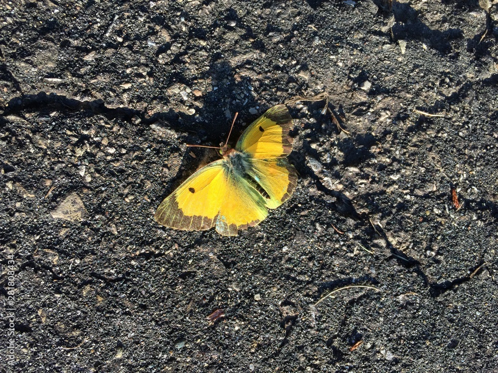 Yellow butterfly with open wings resting on dark, weathered asphalt Yellow butterfly with open wings resting on dark, weathered asphalt
