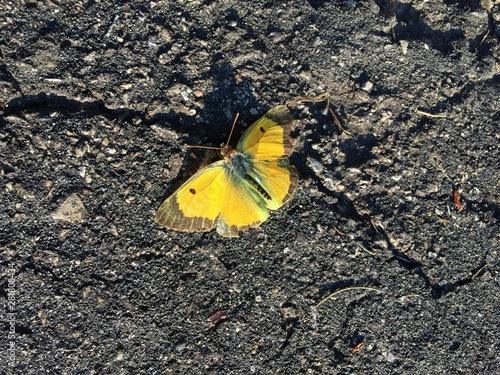 Canvas Print Yellow butterfly with open wings resting on dark, weathered asphalt