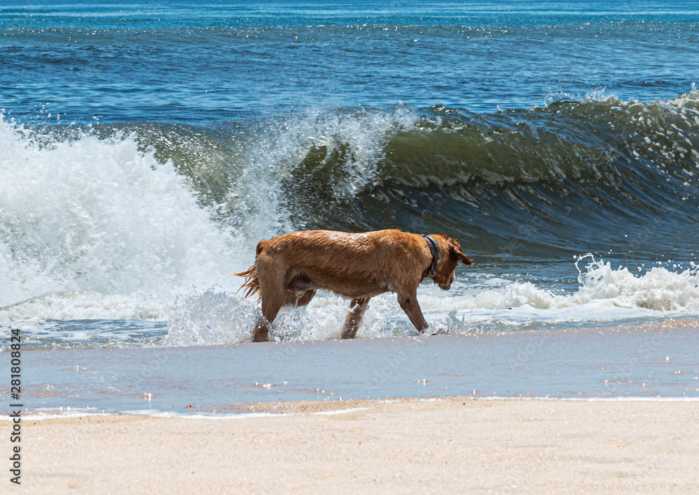 Very wet golden retriever looking for his stick in the Ocean Very wet golden retriever looking for his stick in the Ocean