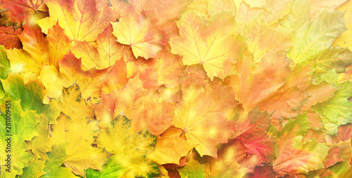Red  orange  yellow and green maple leaves background. Golden autumn concept. Sunny day  warm weather. Top view. Banner with light bokeh