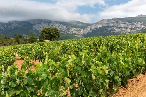 Vineyard in summer at Rioja Alavesa, Basque Country, Spain