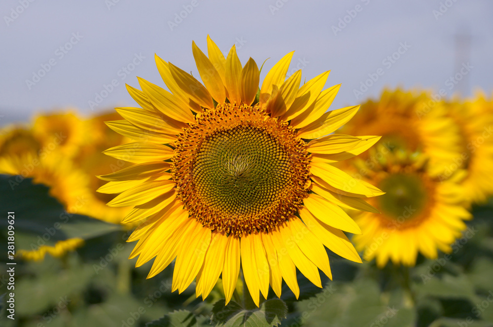Ripening sunflower in the field Ripening sunflower in the field