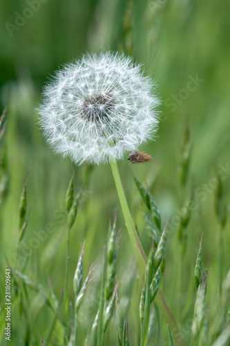 Close-up of a Dandelion  Taraxacum  seed head in a field in Godstone Surrey