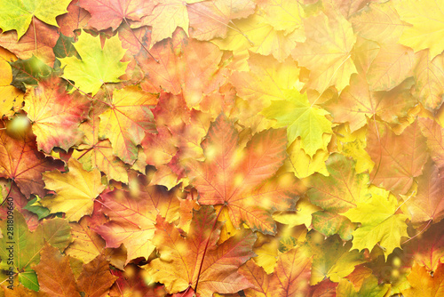 Red  orange  yellow and green maple leaves background. Golden autumn concept. Sunny day  warm weather. Top view. Banner