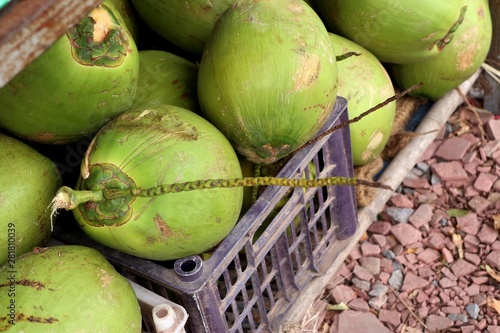 Fresh coconut at street food