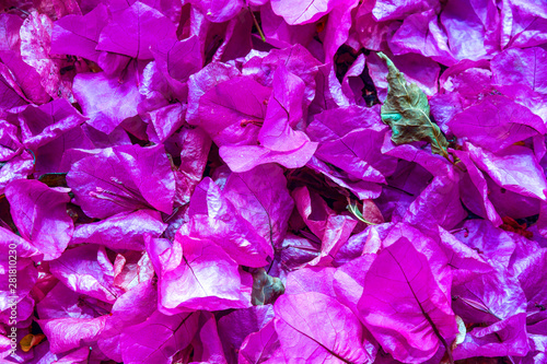 Close-up of a Bougainvillea in bloom, a genus of thorny ornamental vines, bushes, or trees whose inflorescence consists of large colorful sepal like bracts which surround three simple waxy flowers 