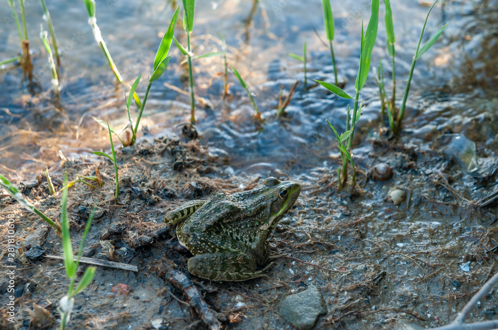 big frog or toad by the river
