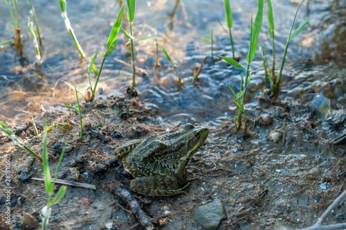 big frog or toad by the river © Roman