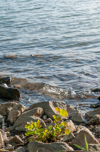 stones and plants by the river in summer sunset