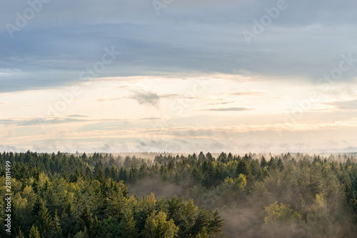 Panoramic landscape view of spruce forest in the fog