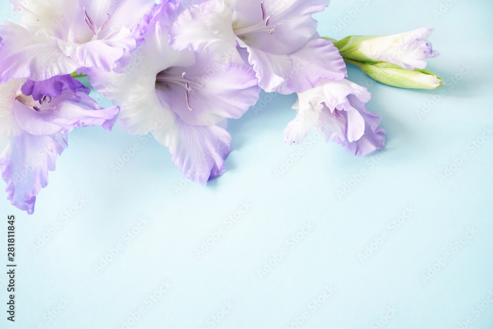 Flat lay composition with delicate light purple gladiolus with copy space on a blue background. Closeup of purple gladiolus flowers, Space for text.