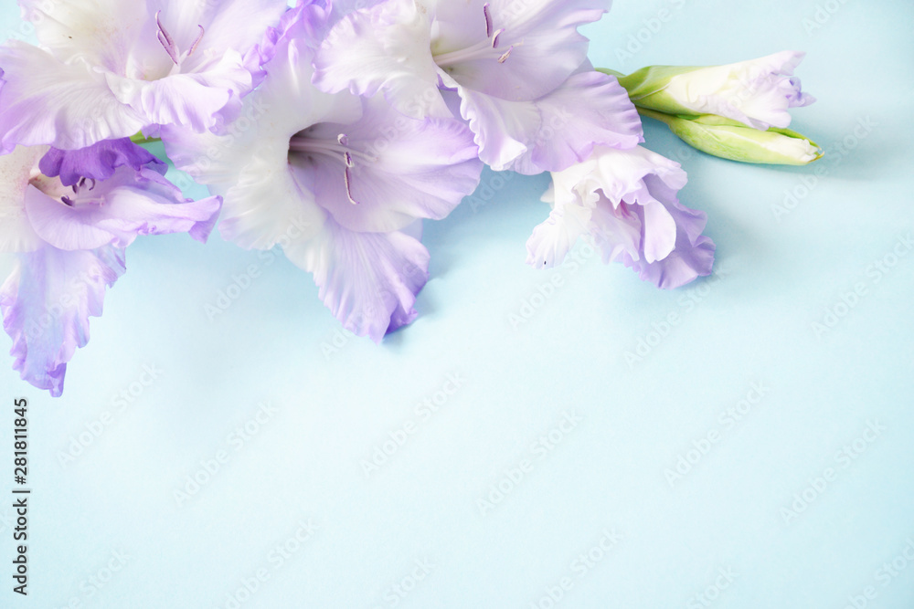 Flat lay composition with delicate light purple gladiolus with copy space on a blue background. Closeup of purple gladiolus flowers, Space for text. Flat lay composition with delicate light purple gladiolus with copy space on a blue background. Closeup of purple gladiolus flowers, Space for text.