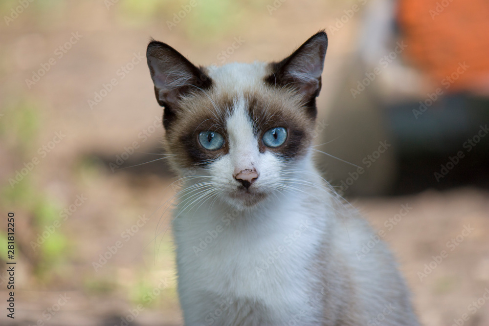 Portrait of a small white cat with a dark head and with beautiful blue eyes looks at the camera close-up.