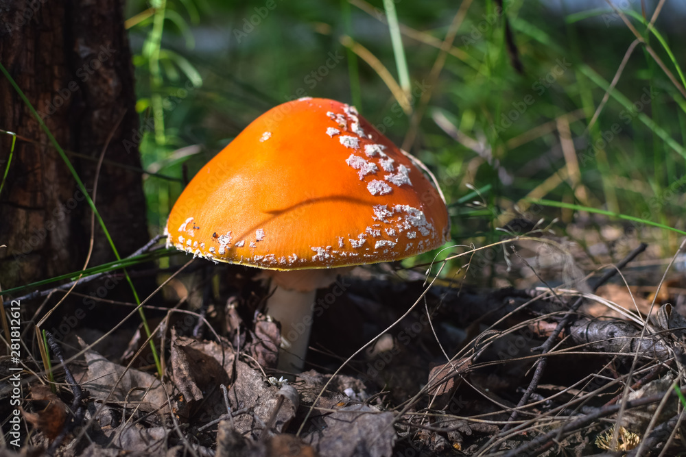 Amanita with an orange hat in the woods in autumn under the sunlight