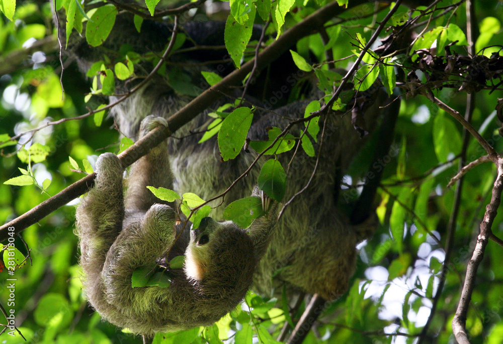 Fototapeta premium Cute three-toed sloth baby and his mother in nature of French Guyana on green jungle background