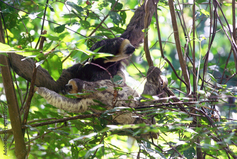 Cute three-toed sloth baby and his mother in nature of French Guyana on green jungle background Cute three-toed sloth baby and his mother in nature of French Guyana on green jungle background