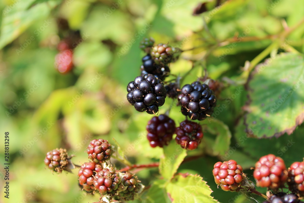 Blackberries Blackberries