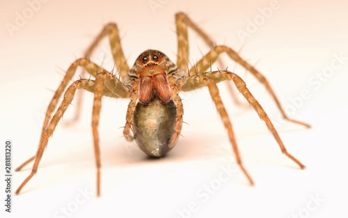 Long legs spider was pregnant © Kamphol