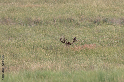 Mule Deer Buck in Velvet in Summer
