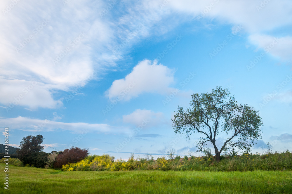 landscape with tree and sky in Palafolls landscape with tree and sky in Palafolls