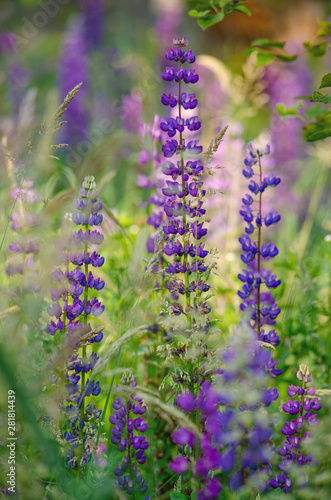 lupins in the field on the golden hour  vertical size