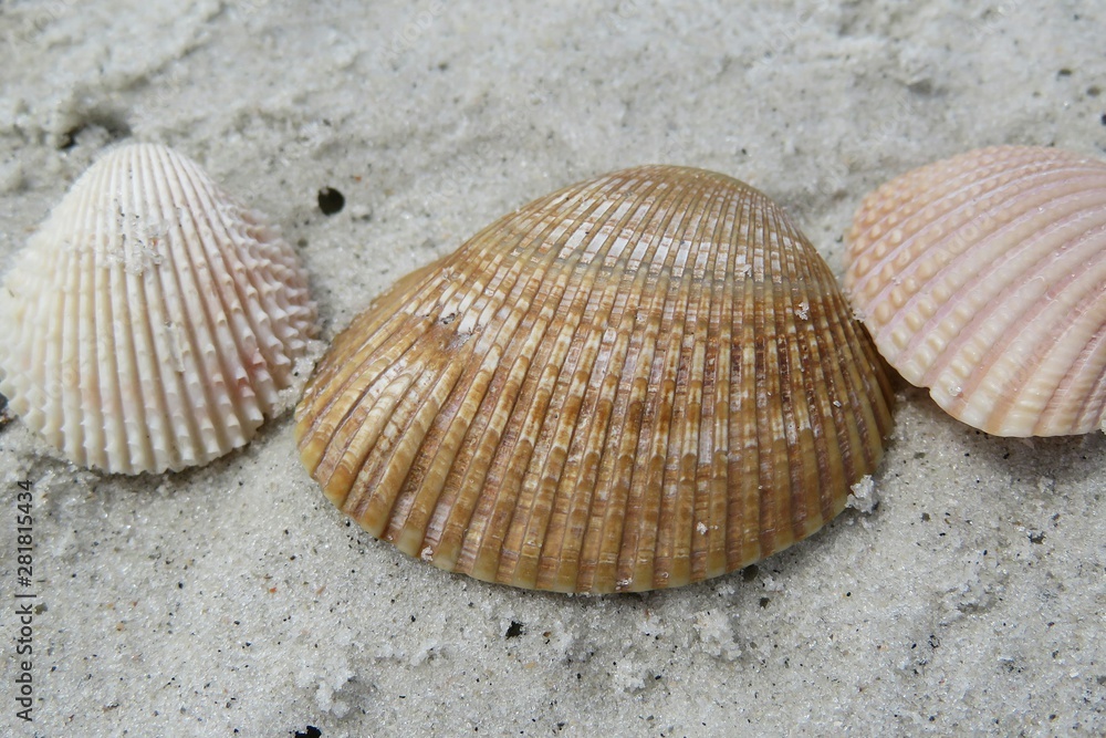 Seashells on sand background on Florida beach, closeup Seashells on sand background on Florida beach, closeup