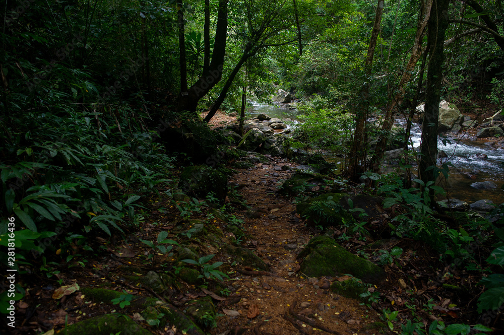 Forest green fertile areas in the forest area Forest green fertile areas in the forest area