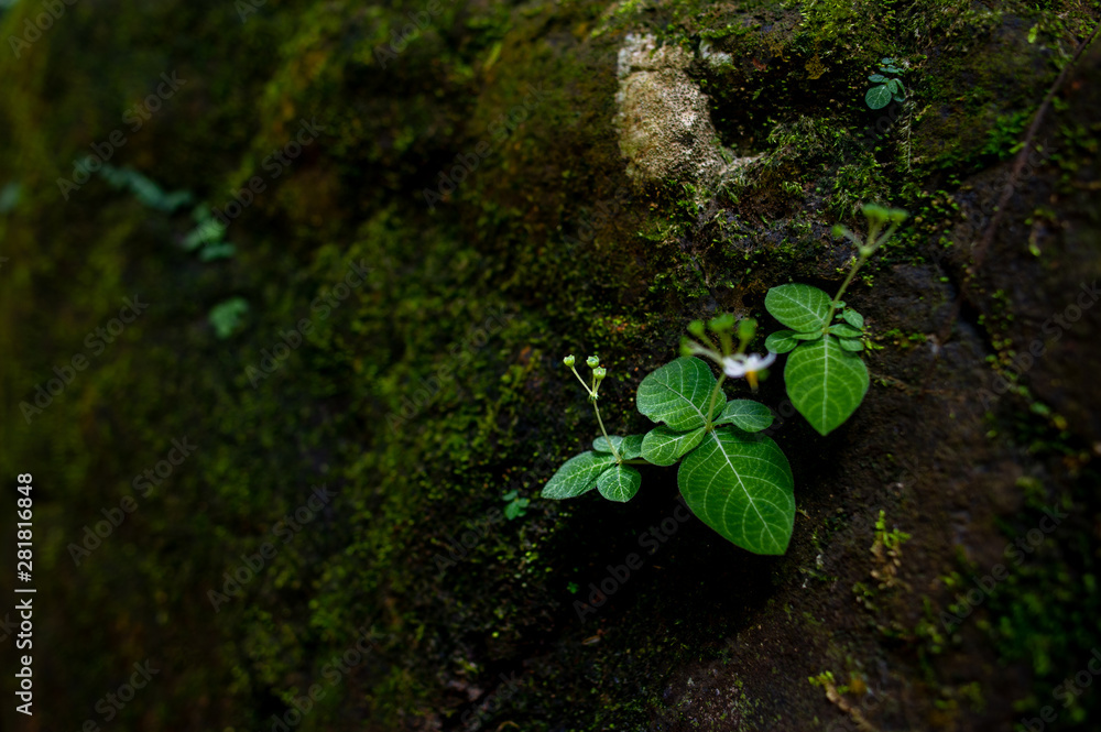 Moss and small plant species occur along the rocks. Moss and small plant species occur along the rocks.