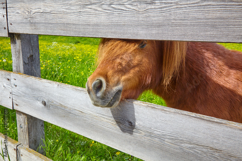 Curious ponny on the paddock photo