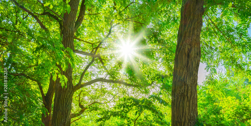 Obraz premium Panorama Wald Sonne strahlt zauberhaft durch die Äste der Akazien